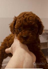 Cuccioli barboncino toy e mini toy