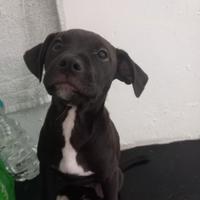 Incrocio di reed nous e simil labrador