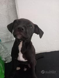 Incrocio di reed nous e simil labrador