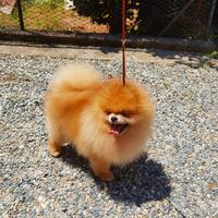 Accoppiamento volpino Pomerania TOY orange