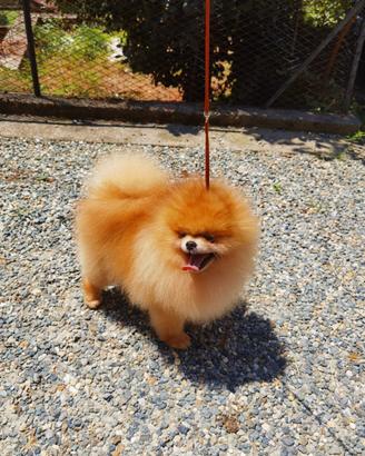 Accoppiamento volpino Pomerania TOY orange