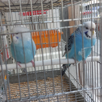 Cocorite