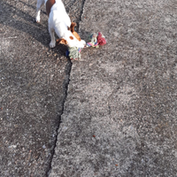 Cagnolino