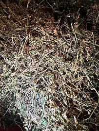 balletta di fieno da 25 kg 