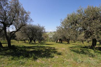 TER. AGRICOLO A MAGLIANO ROMANO