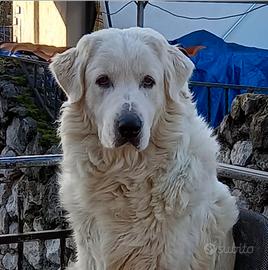 Cuccioli di pastore maremmano