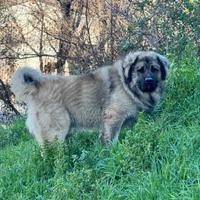 Cucciolo pastore del caucaso