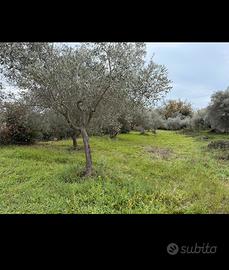 Terreno con immobile ristrutturabile