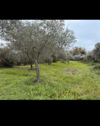 Terreno con immobile ristrutturabile