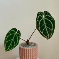 Anthurium crystallinum
