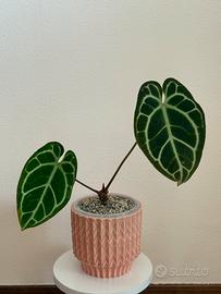 Anthurium crystallinum