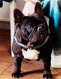 Bulldog francese