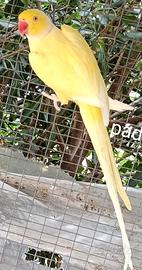 Parrocchetto dal collare giallo