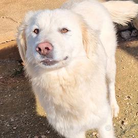 Dafne in canile,adottiamola