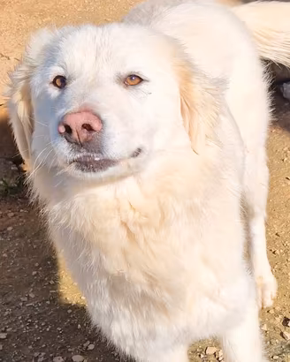 Dafne in canile,adottiamola