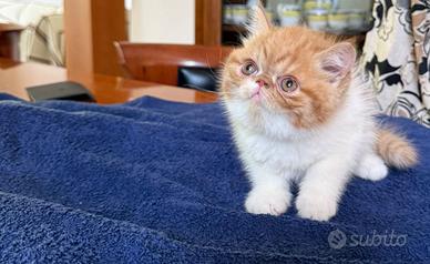 Gatti Persiani