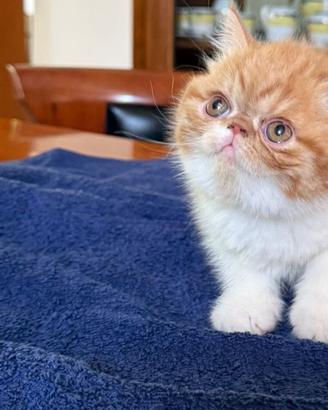 Gatti Persiani