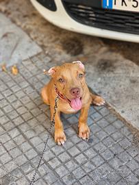 Pitbull UKC F 