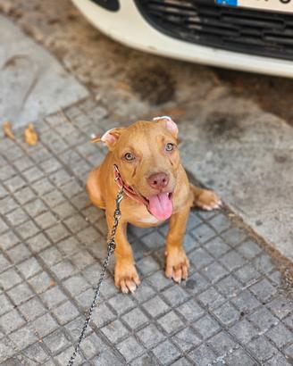 Pitbull UKC F 