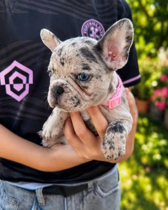 Bulldog francese