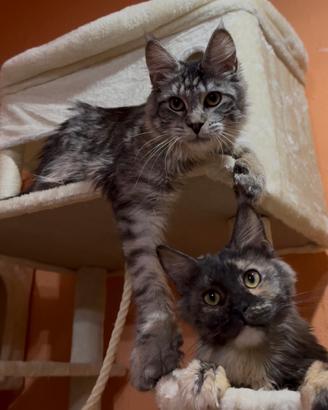 Maine coon cuccioli