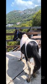 Pony pezzata
