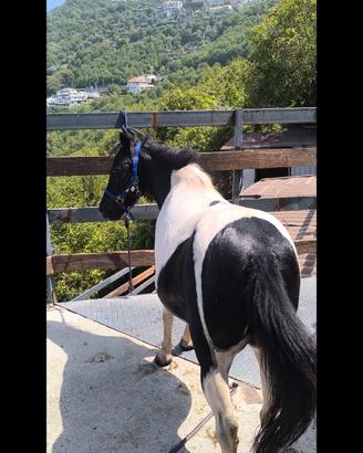 Pony pezzata