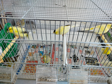 Canarini novelli nati 2025