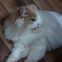 Gatta persiana disponibile per accoppiamento