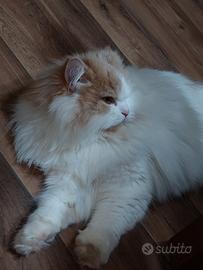Gatta persiana disponibile per accoppiamento