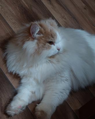 Gatta persiana disponibile per accoppiamento