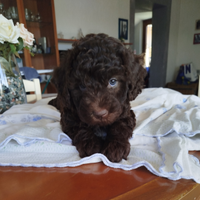 Lagotto Romagnolo