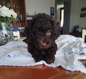 Lagotto Romagnolo
