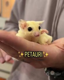 Petauro dello zucchero