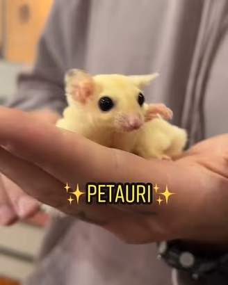 Petauro dello zucchero
