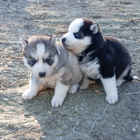 Siberian husky pedigree Enci