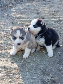 Siberian husky pedigree Enci