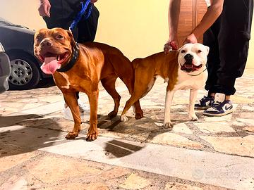 Cuccioli di pitbull ukc