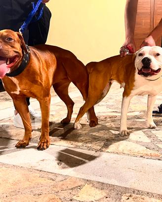 Cuccioli di pitbull ukc