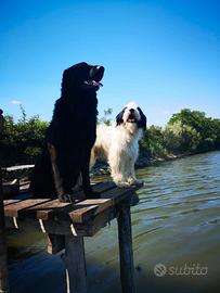 Meticcio da adottare