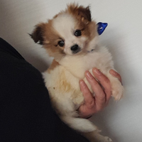 Cuccioli spitz chihuahua