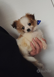 Cuccioli spitz chihuahua