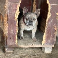 Bulldog francese