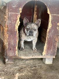 Bulldog francese