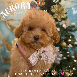 Barboncina toy/minitoy