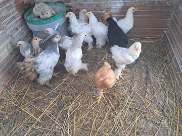 Pulcinotti di Brahma