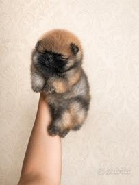 Pomerania tipologia Teddy Orso con Pedigree