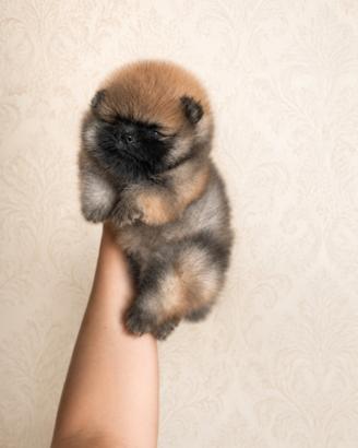 Pomerania tipologia Teddy Orso con Pedigree