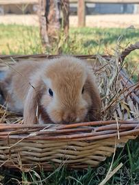 Conigli american fuzzy lop