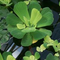 Pistia stratiodes